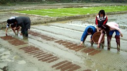 Lào Cai: Nghiên cứu thành công nhiều giống lúa mới 